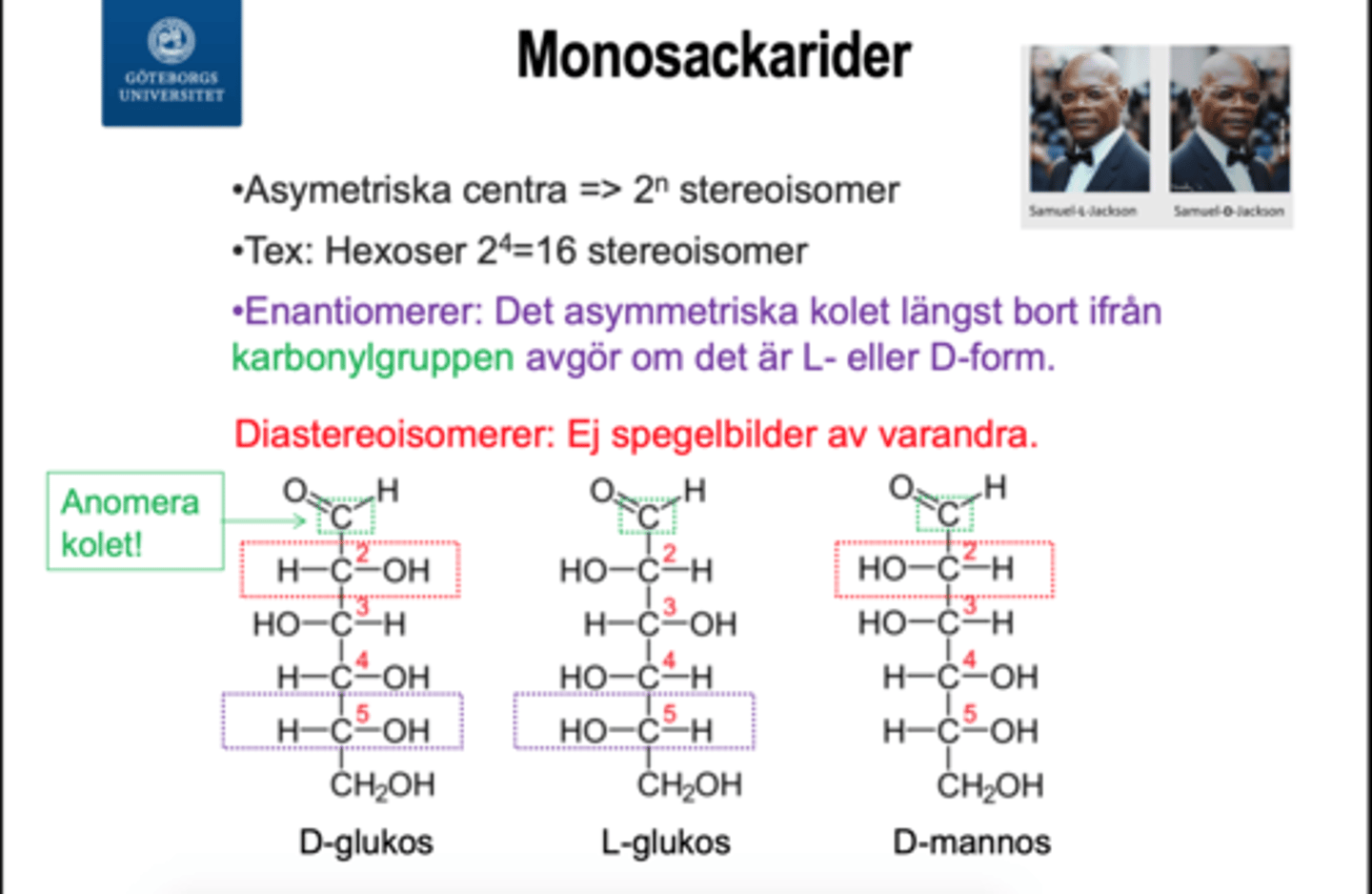 <p>Det anomera kolet är det kol som har en karbonylgrupp. Detta gör det möjligt för monosackariden att bilda en cirkulär struktur —> karbonylkolet blir då också ett kiralt center</p><p>- Avgör om den cirkulära monosackariden befinner sig i alfa- eller betaform</p>