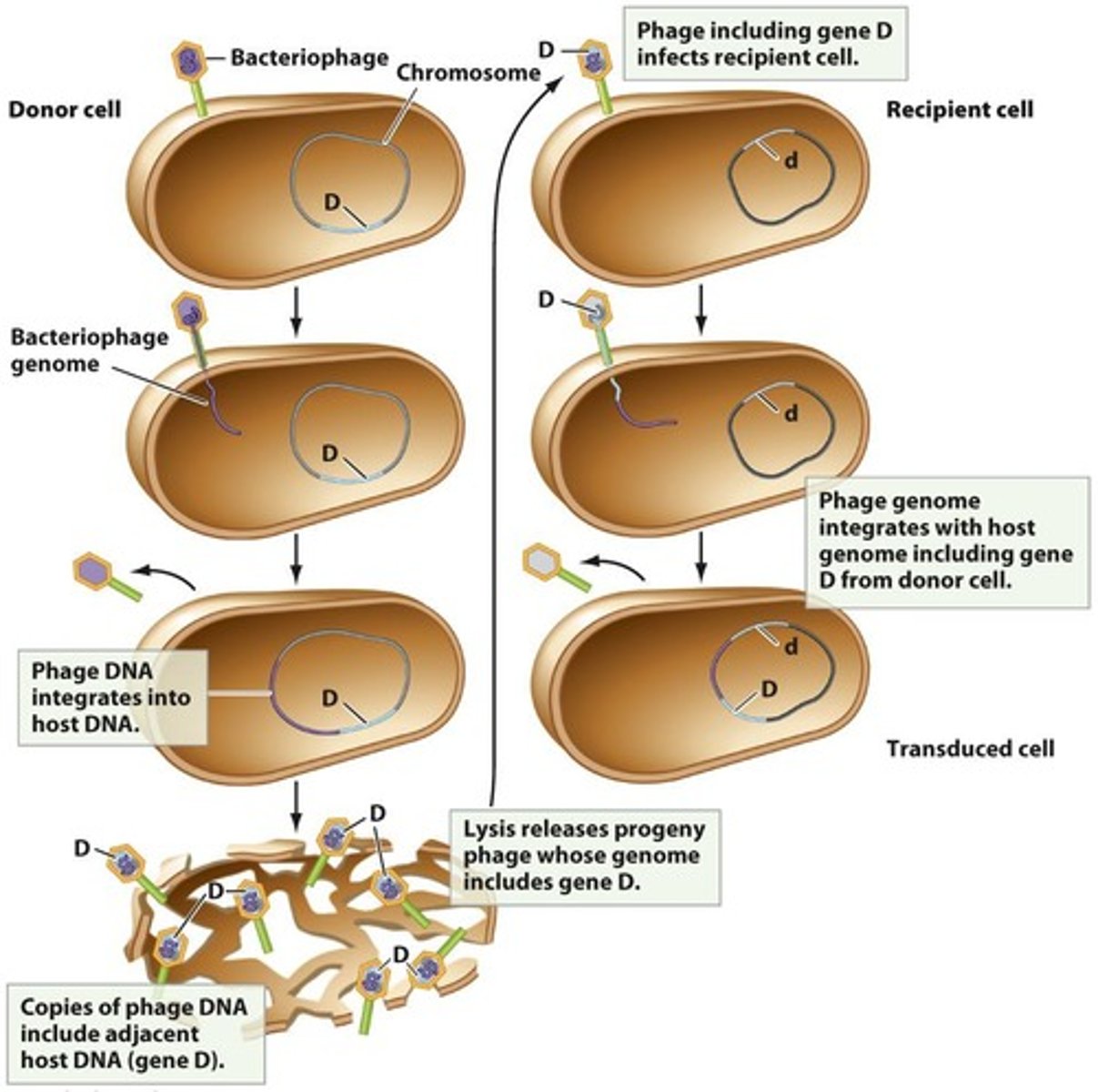 <p>A process where a virus genome becomes part of the bacterial chromosome.</p>