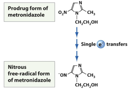 <ul><li><p><span style="color: rgb(0, 0, 0)">activated after being metabolized by microbial protein cofactors <strong>ferredoxin</strong> found in anaerobic and microaerophilic bacteria such as <strong>Bacterioides and Fusobacterium.</strong><br>• <strong>Aerobic microbes are resistant </strong>because they do not possess the electron transport proteins capable of <strong>reducing metronidazole</strong></span></p></li><li><p><span style="color: rgb(0, 0, 0)">used orally</span></p></li><li><p><span style="color: rgb(0, 0, 0)">used for trichomonas vaginalis</span></p></li><li><p><span style="color: rgb(0, 0, 0)">narrow spectrum</span></p></li></ul><p></p>