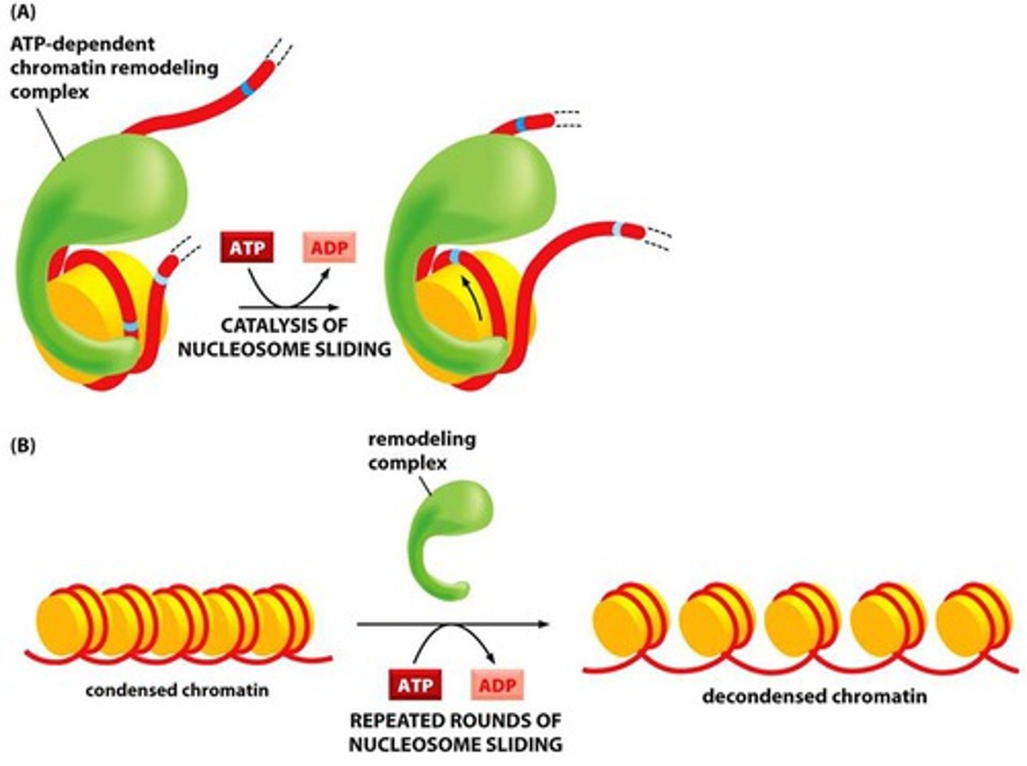 <p>this opens/closes DNA so transcription factors and such can be transcribed (heterochromatin to euchromatin, loosening it)</p>