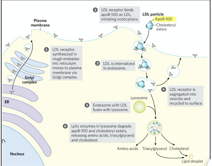 <ul><li><p><span style="background-color: transparent;">LDL receptors are made in the rough ER and trafficked to the plasma membrane through the Golgi.</span></p></li><li><p><span style="background-color: transparent;">LDL receptors on the cell surface recognize and bind <strong>apoB-100</strong> on LDL particles&nbsp;</span></p></li><li><p><span style="background-color: transparent;">The receptor-LDL complex is brought into the cell via endocytosis</span></p></li><li><p><span style="background-color: transparent;">The receptor is recycled back to the plasma membrane so it can capture more LDL</span></p></li><li><p><span style="background-color: transparent;">The endosome with LDL fuses with a lysosome</span></p></li><li><p><span style="background-color: transparent;">Lysosomal enzymes degrade apoB-100 and cholesteryl esters → releasing free cholesterol, amino acids, and triacylglycerols</span></p></li></ul><p><span style="background-color: transparent;">This is the mechanism of LDL uptake into cells, which is part of the cholesterol delivery side of the cycle. Reverse cholesterol transport (HDL pathway) is the protective counterbalance that prevents overload of cholesterol in tissues by bringing it back to the liver</span></p><p></p>