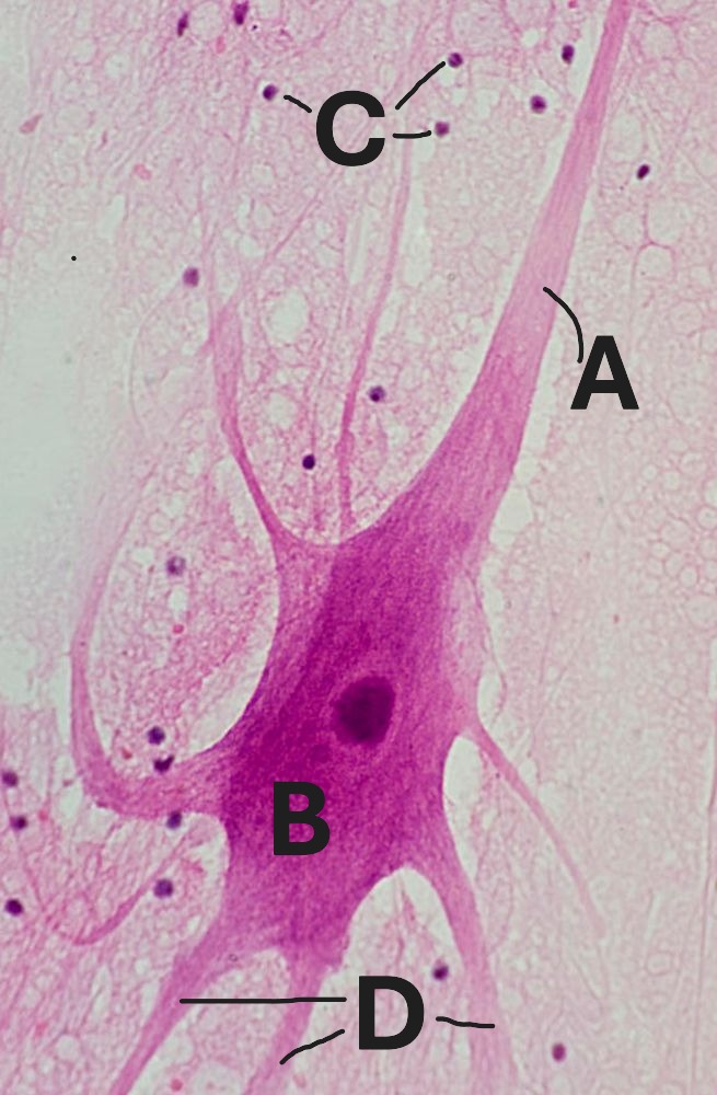 <p>Label&nbsp;“A” points to what structure?</p>
