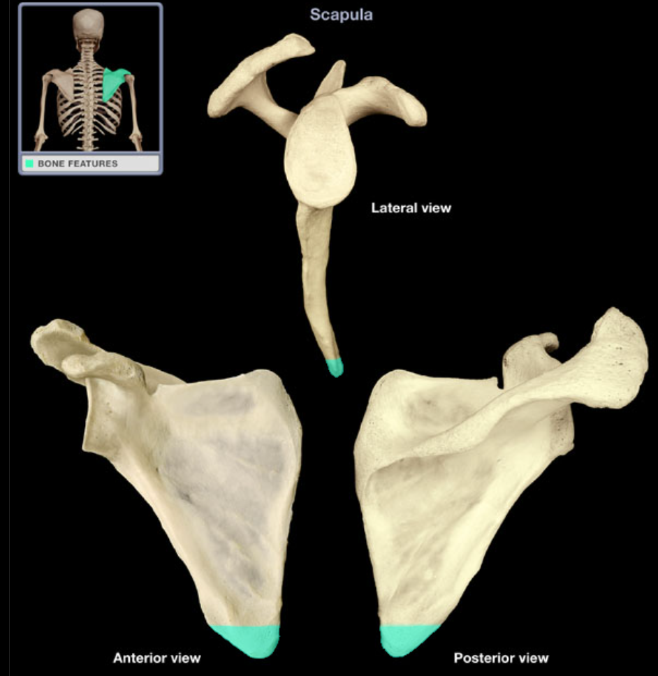 <p>Inferior angle of scapula</p>