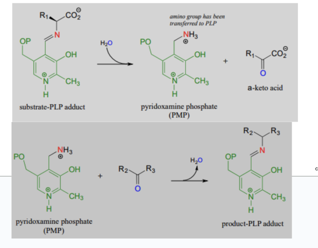 <ul><li><p>step 1</p><ul><li><p>transfer of amino acid group from amino acid substrate → PLP and release of keto acid</p></li><li><p>example: for alanine aminotransferase, AA = alanine and released ketoacid is pyruvate</p></li></ul></li><li><p>step 2</p><ul><li><p>transfer of amino acid from coenzyme → keto acid → new amino acid</p></li><li><p>example: for alanine aminotransferase, the ketoacid is <span>α-ketoglutarate and the released AA is glutamate</span></p></li></ul></li></ul><p></p>