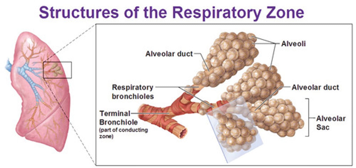 <p>respiratory bronchioles, alveolar ducts, alveoli</p>