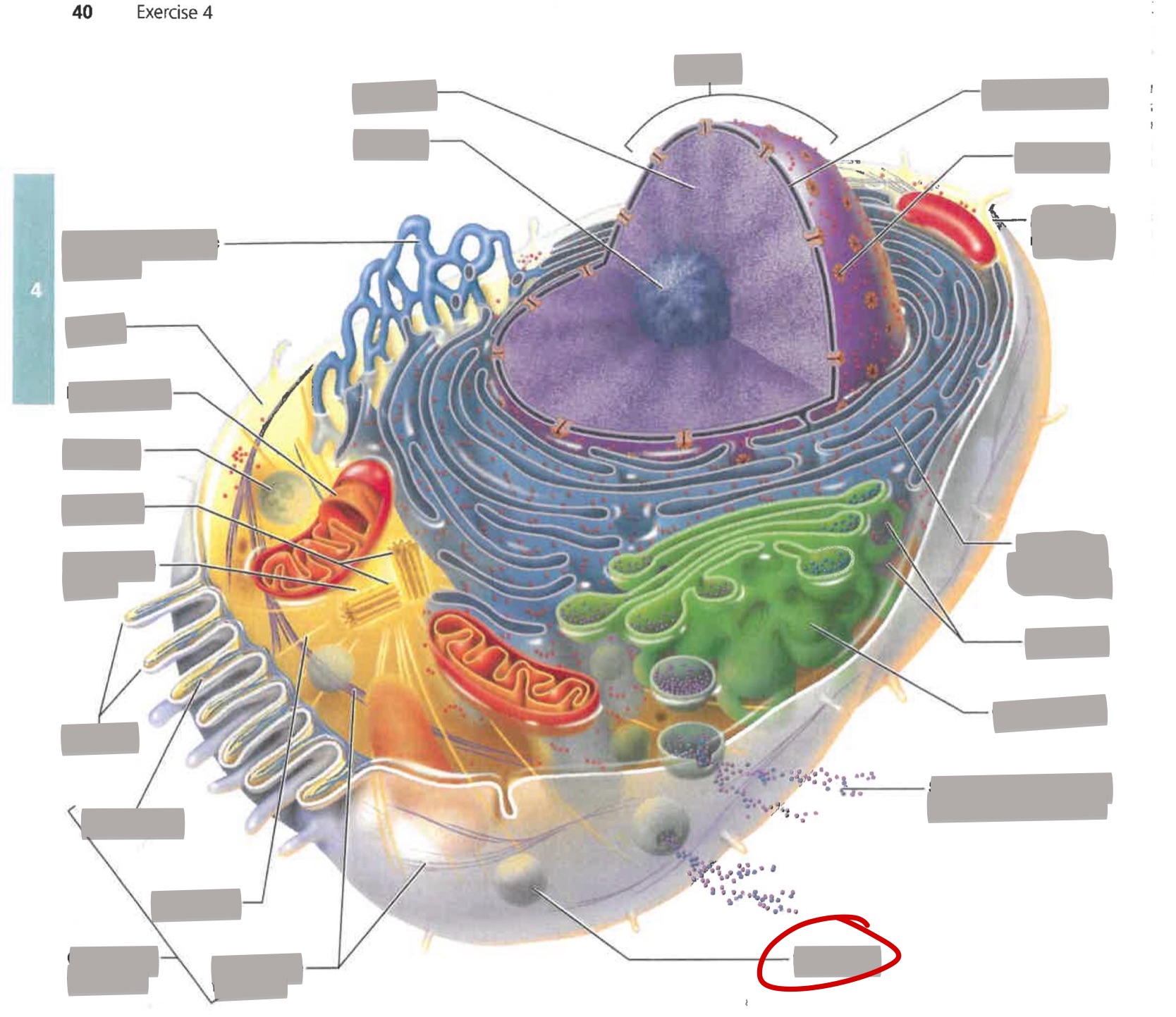 term image