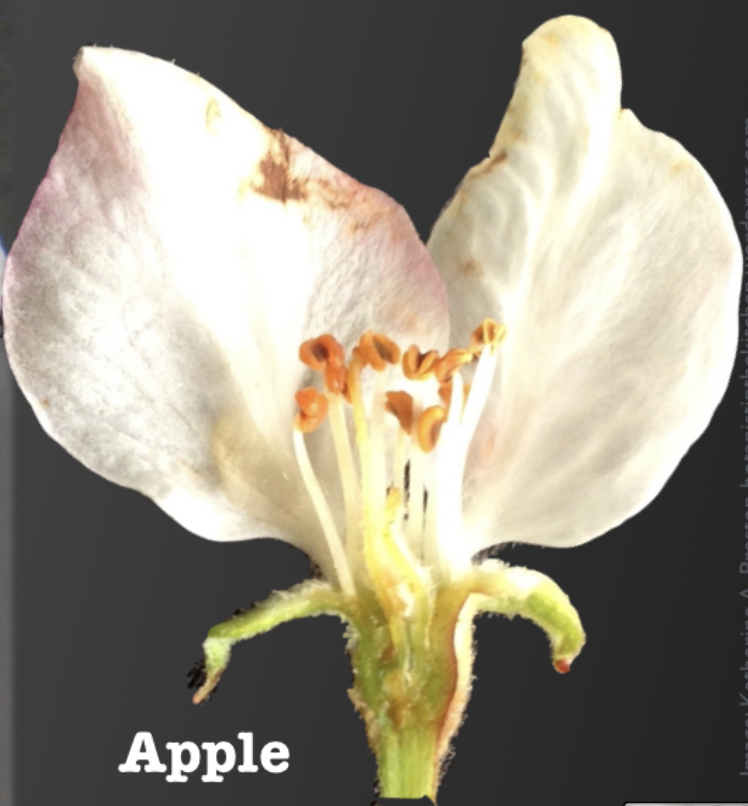 <p>Identify the ovary arrangement.</p>