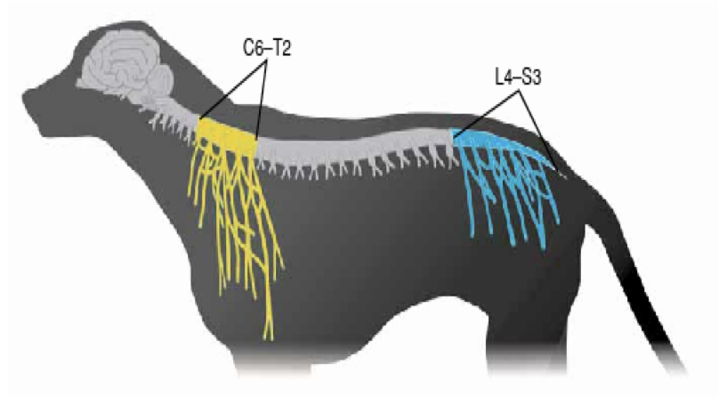 <p>There are TWO: a<strong> cervical intumescence</strong> and a<strong> lumbar intumescence&nbsp;</strong></p><p></p><p>THIS IS WHERE THE BRACHIAL AND LUMBOSACRAL PLEXUSES CONNECT TO THE SPINE&nbsp;</p><ul><li><p>Are enlargements of the spine;&nbsp;have an increased amount of white matter and cell bodies here</p></li></ul><p></p>