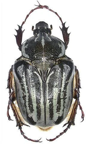 <p>only member of its occasionally recognized subgenus (NOW CONSIDERED ITS GENUS. GOLIATHUS POSER!!!!) exact sizes undocumented. found in eastern africa</p>