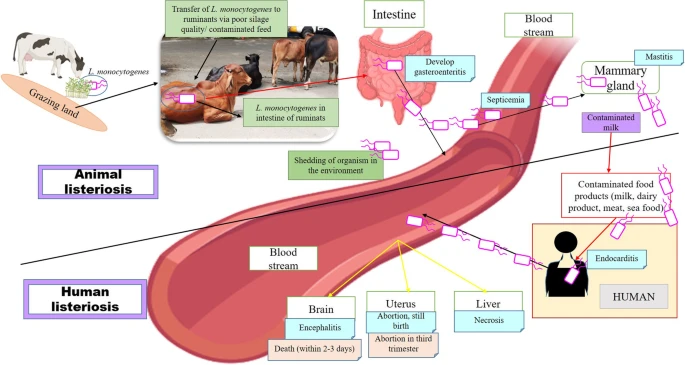 <p>Stiff gait, paralysis of face and limbs, and opisthotonus</p>