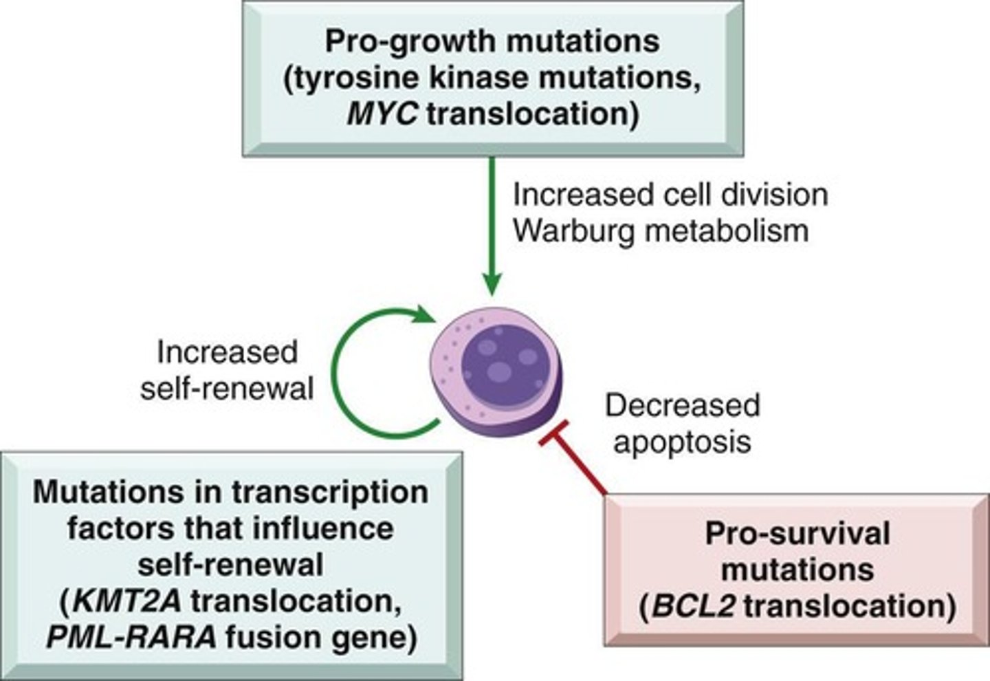 <p>Pathogenetic factors include chromosomal translocations, acquired mutations, inherited genetic factors, viral infections, chronic inflammation, iatrogenic factors, and smoking.</p>