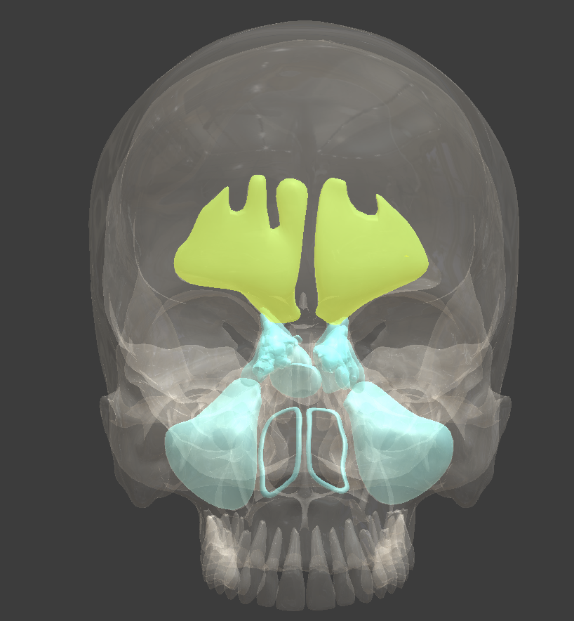 <p>an air-filled space in the bone of the forehead</p>