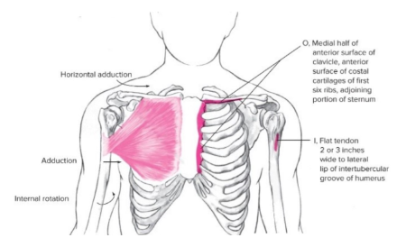 <ul><li><p><strong><u><span style="font-family: Arial, sans-serif">Origin</span></u></strong><span style="font-family: Arial, sans-serif">: medial half of clavicle, ribs 1-6, sternum&nbsp;</span></p></li><li><p><strong><u><span style="font-family: Arial, sans-serif">Insertion</span></u></strong><span style="font-family: Arial, sans-serif">: intertubercular groove of humerus</span></p></li><li><p><strong><u><span style="font-family: Arial, sans-serif">Action(s)</span></u></strong><span style="font-family: Arial, sans-serif">:</span></p><ul><li><p><u><span style="font-family: Arial, sans-serif">Upper</span></u><span style="font-family: Arial, sans-serif">:&nbsp;</span></p><ul><li><p><span style="font-family: Arial, sans-serif">internal rotation,&nbsp;</span></p></li><li><p><span style="font-family: Arial, sans-serif">diagonal ADduction</span></p></li><li><p><span style="font-family: Arial, sans-serif">Horizontal ADduction</span></p></li><li><p><span style="font-family: Arial, sans-serif">Flexion</span></p></li><li><p><span style="font-family: Arial, sans-serif">ABduction (assist above 90 degrees)</span></p></li><li><p><span style="font-family: Arial, sans-serif">ADduction (assist below 90 degrees)&nbsp;</span></p></li></ul></li><li><p><u><span style="font-family: Arial, sans-serif">Lower</span></u><span style="font-family: Arial, sans-serif">:&nbsp;</span></p><ul><li><p><span style="font-family: Arial, sans-serif">internal rotation</span></p></li><li><p><span style="font-family: Arial, sans-serif">horizontal ADduction</span></p></li><li><p><span style="font-family: Arial, sans-serif">ADduction and EXtension from flexed to anatomical position&nbsp;</span></p></li></ul></li></ul></li><li><p><strong><u><span style="font-family: Arial, sans-serif">Antagonist</span></u></strong><span style="font-family: Arial, sans-serif">: latissimus muscle</span></p></li></ul>