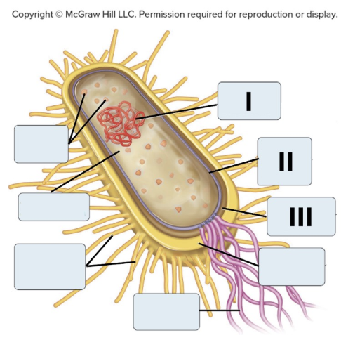 <p>Label the parts of the bacterial cell: I = _, II = _, III = _</p>