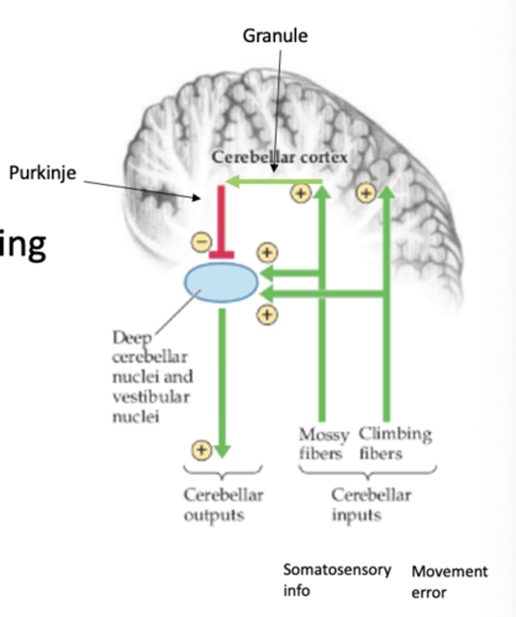 <p>- Input from mossy and climbing fibers excite nuclei, thus increasing firing rate</p><p>- Purkinje cells work to inhibit deep nuclei, thus decreasing firing rate</p><p>Excitation would work to "turn on" a motor plan and Inhibition would work to "turn off" a motor plan. Both of these working in tandem work to refine movement</p>