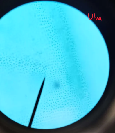 <p>What is ulva’s body form and environment?</p>