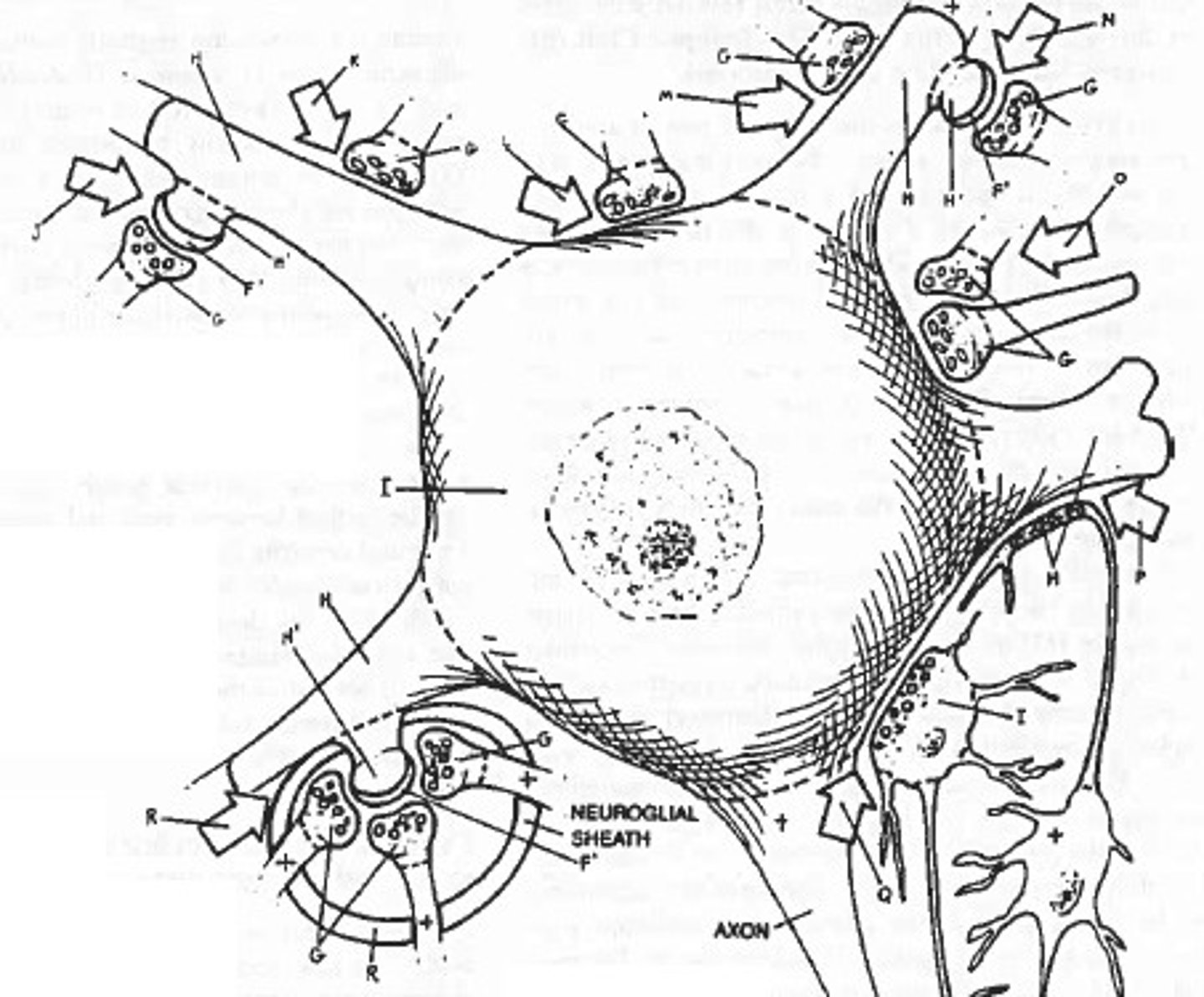 <p>Ends of the telodendria where neurotransmitters are stored and released.</p>