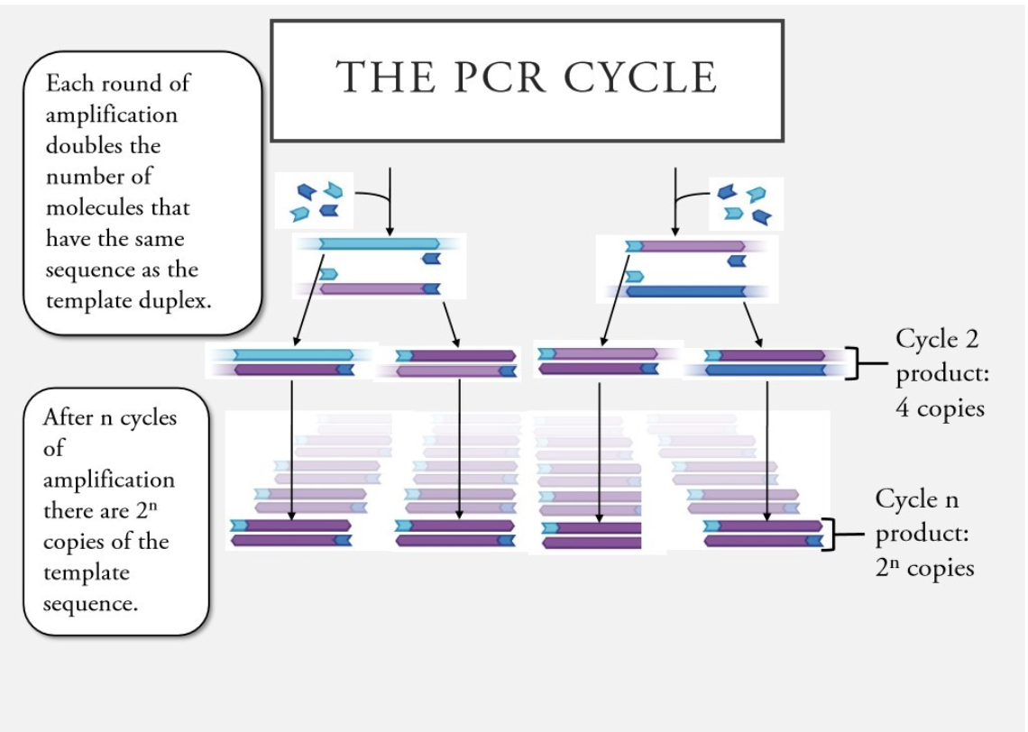 <ul><li><p>after n cycles of amplification there are 2^n copies of template sequence</p></li></ul><p></p>