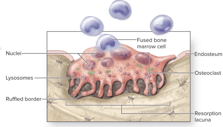 Large, multinuclear cells that dissolve bone matrix (osteolysis), releasing Ca++

– Have ruffled border (specialization of cells to enhance surface area in active space within the cell) \n – Often located in a **resorption lacuna** \n – Secrete hydrochloric acid and enzymes that **dissolve matrix**