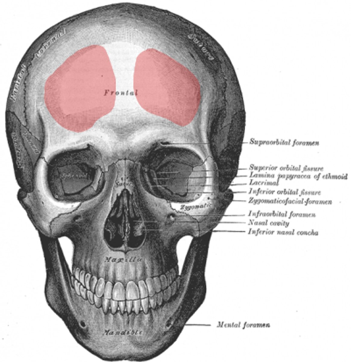 <p>Rounded eminences on either side of the median line and a little inferior to the center of the frontal bone</p>