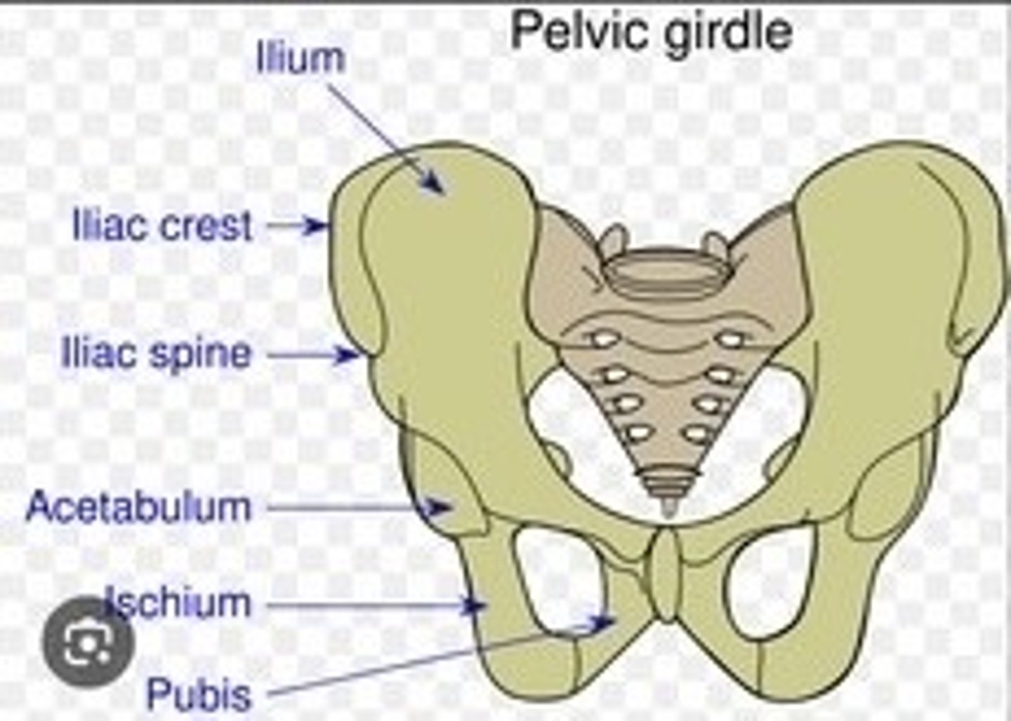 <p>Structure connecting spine to lower limbs.</p>