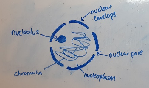 <p>nuclear pore, chromatin, nucleolus, double nuclear membrane, nucleoplasm</p>