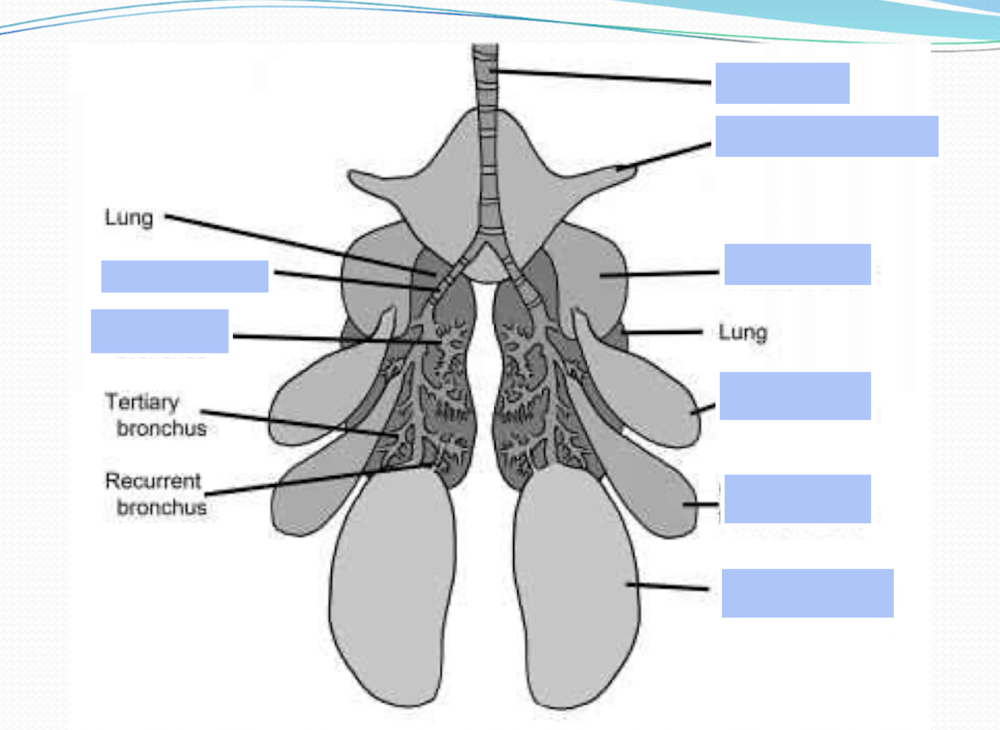 <p>Label the structure of birds’ respiratory system&nbsp;</p>