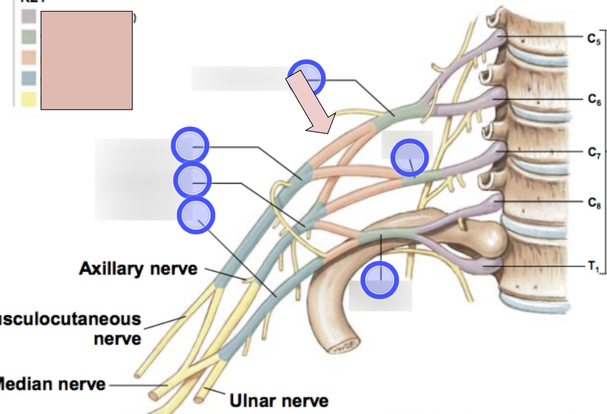 <p>anterior + posterior for each (6 total)</p>
