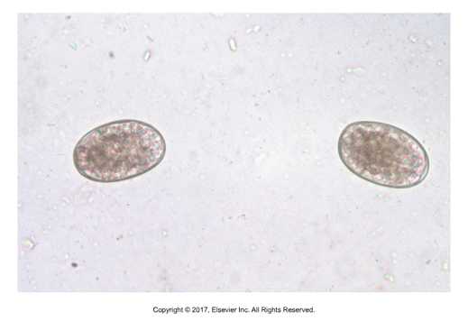 <p>Morula (multicellular), oviporous</p>