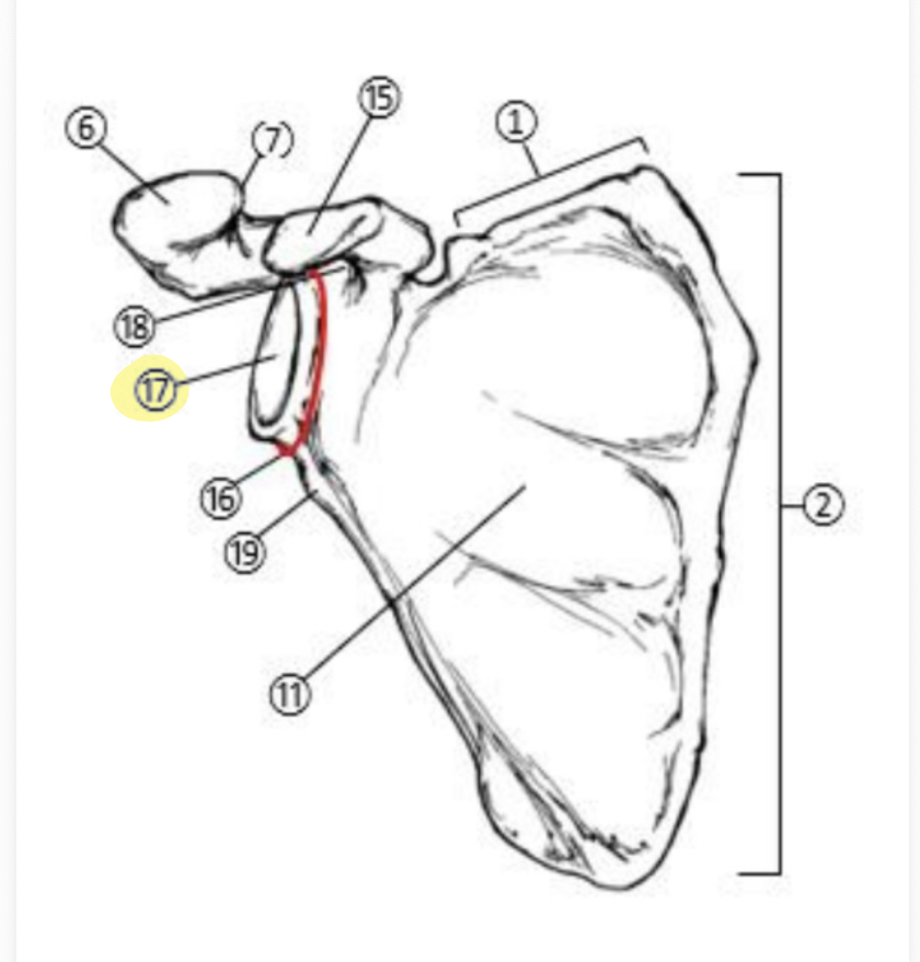 <p>What part of the Scapula is highlighted(17)?</p>