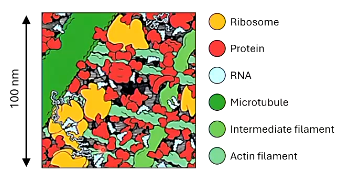 <p>very</p><p>orders</p><p>polysomes/polyribosomes</p><p>aggregation</p>