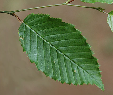term image