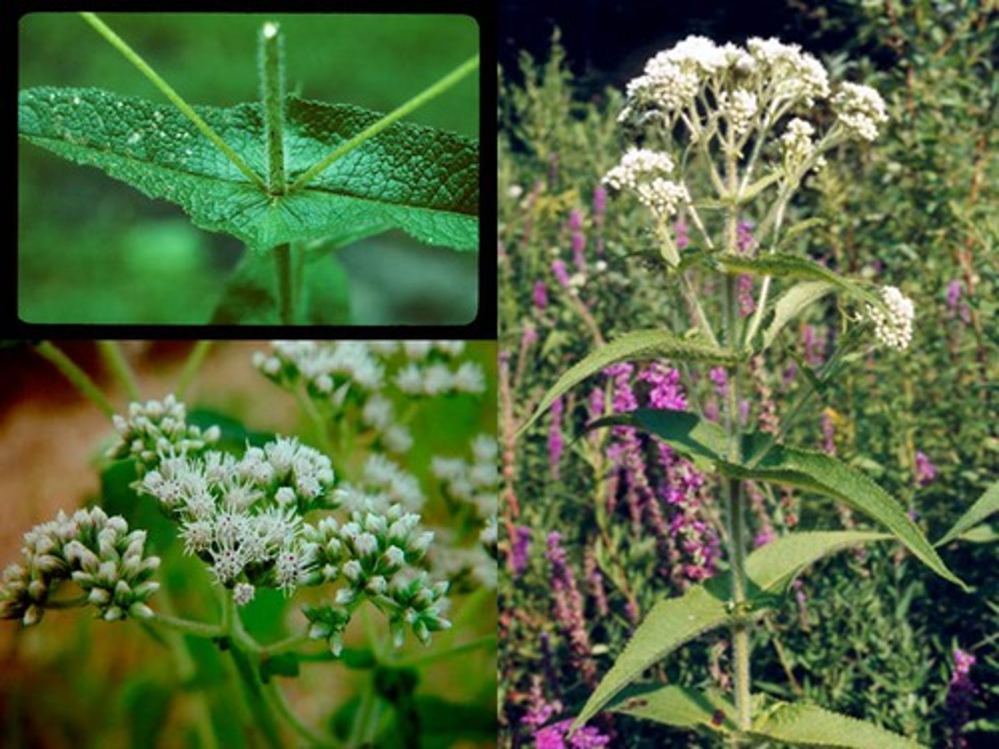 <p>Eupatorium serotinum<br>Nectar for pollinators<br>Native<br>Forb</p>