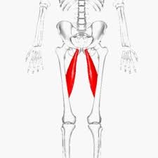 <p>another femur muscle </p>