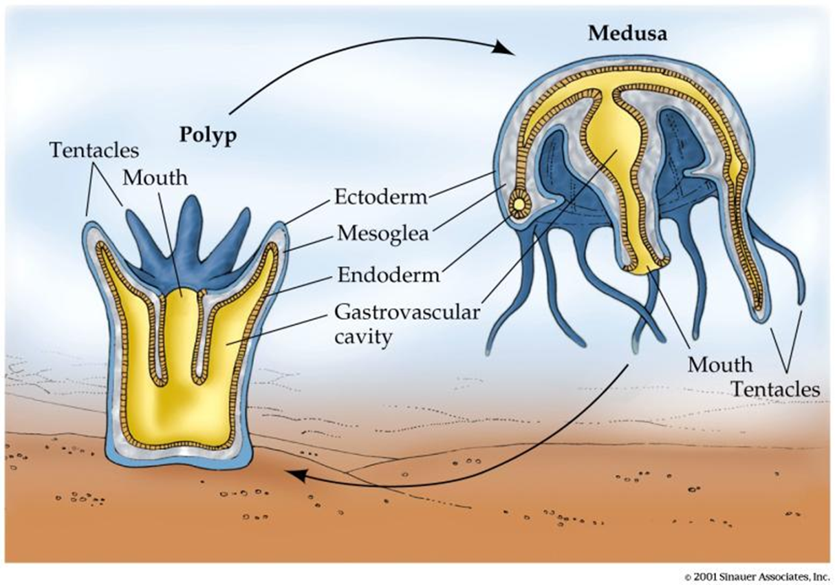 What life cycle does this image show?