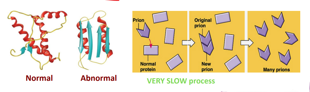 <p><strong><u>proteins that infect animals</u></strong>; they have <strong><u>NO nucleic acid</u></strong> component.</p><ul><li><p>Cause degenerative brain diseases; transmitted in food, prepared from infected animals</p></li><li><p><strong><u>misfolded form of a normal brain cell protein</u></strong></p></li><li><p><strong><u>converts a normal protein into the prion version</u></strong>, creating a <strong><u>chain reaction</u></strong>; produces harmful aggregates in the cell. (VERY slow process)</p></li><li><p>Are <strong><u>highly resistant</u></strong> to physical/chemical agents</p></li></ul><p></p>