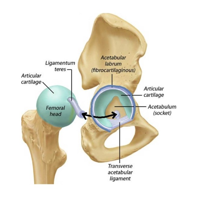 <p>What are the ligaments and associated structures of the Hip Joint </p>