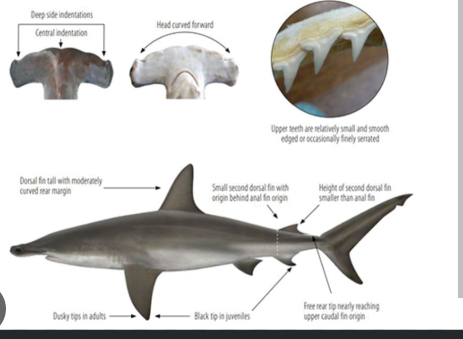 <p class="has-focus">Sphyrnidae family</p><p class="has-focus">Eats reef fishes, sharks and rays, cephalopods, crustaceans</p><p>Gray with flattened hammer-like head with a prominent middle indentation and smaller notches on the front edge</p>