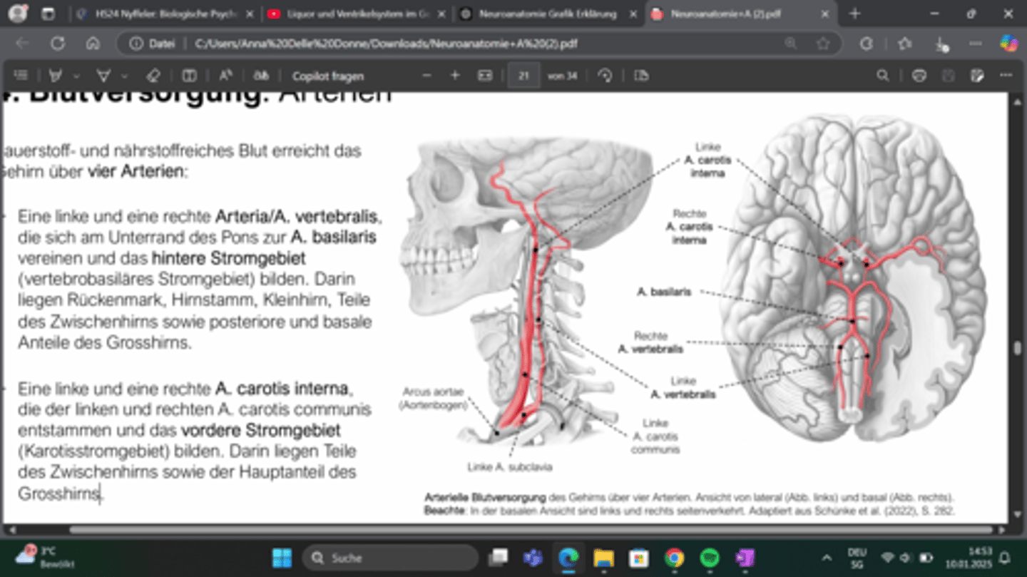<p>Circulus arteriosus cerebri (Willisii).</p>