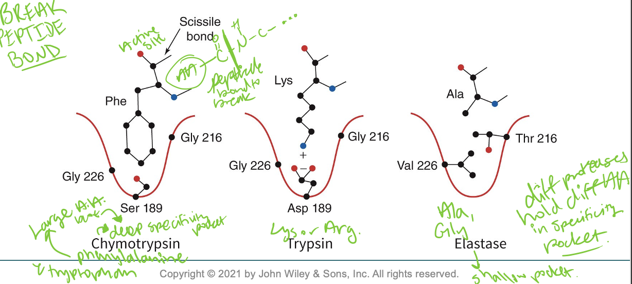 <p>The varying specificities of these enzymes are largely explained by the chemical character of the so-called specificity pocket, a cavity on the enzyme surface at the active site that accommodates the residue on the N-terminal side of the scissile peptide bond.</p>