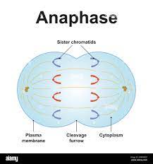 <p>What is the basic knowledge of what happens during Anaphase in <mark data-color="purple">MITOSIS</mark>?</p>