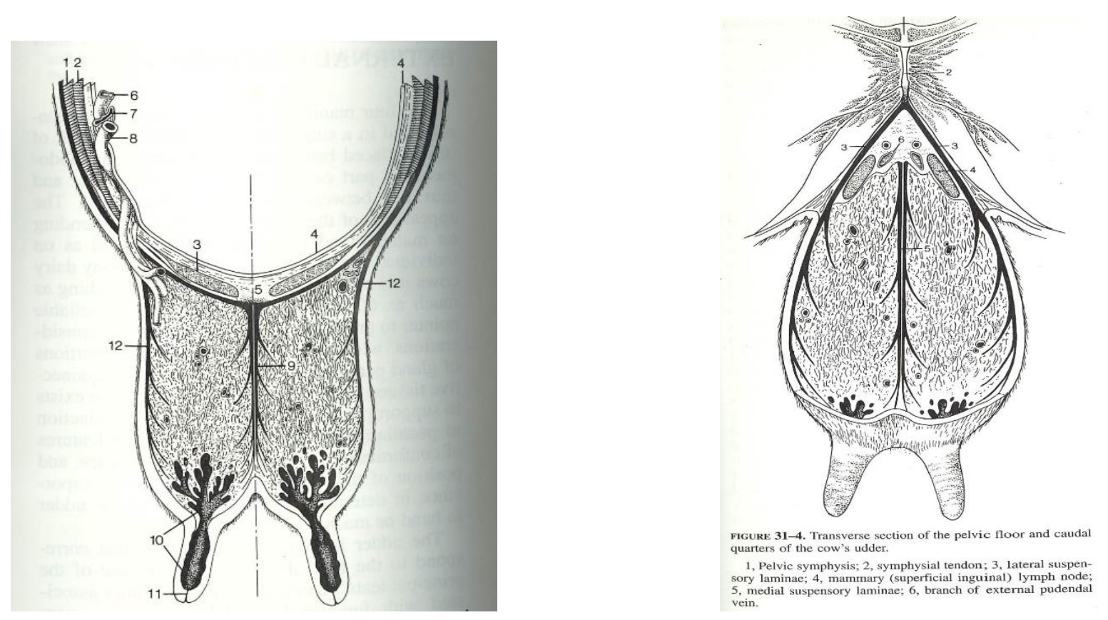 <p>Aponeurosen fra M. obl. ext. abdominus og den ovenpå ligende elastiske Tunica flava er de vigtigste strukturer, som indgår i App. suspensorius til Gl. mammaria. Ved Linea alba spalter Tunica flava to blade fra – et højre og et venstre. Tunica flava består af elastisk bindevæv. De to Tunica flava blade danner de mediale laminae, som er separerede fra hinanden med en smule løstvævet irregulært bindevæv, et forhold, der gør det muligt at amputere en enkelt side af yveret uden at interagere eller invadere den anden side. Tunica flava bladene danner laminae mediales og herfra spaltes mange tyndere blade af vinkelret på laminaen. Bladene infiltrerer mammavævet og danner den ene ”halvdel af hængekøjen”, som støtter mammae vævet. Laminae laterales dexter og sinister er fibrøse og stammer fra den externa rand af Anulus inguinalis externus (aponeurose af M. obl. Abd. Ext), og caudalt herfor fra Tendo symfysialis. Fra Laminae laterales afgives også blade, som infiltrerer vinkelret ind i mammavævet og danner den anden ende af ”hængekøjen”, som mammae vævet hænger i. Tunica flava fortsætter ved basis af yveret og her ses små infiltrationer både vandret og lodret ned i kirtelvævet.</p>