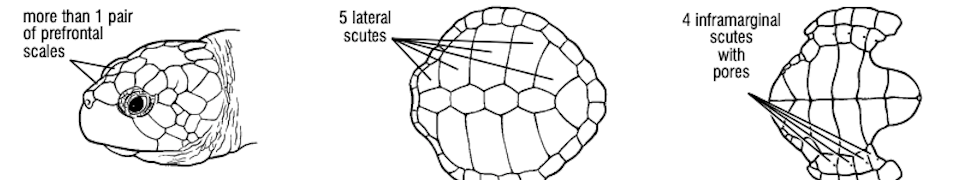 <p>What turtle species has more than 1 pair of prefrontal scales, 5 lateral scutes, and 4 inframarginal scutes <strong>with</strong> pores?</p>