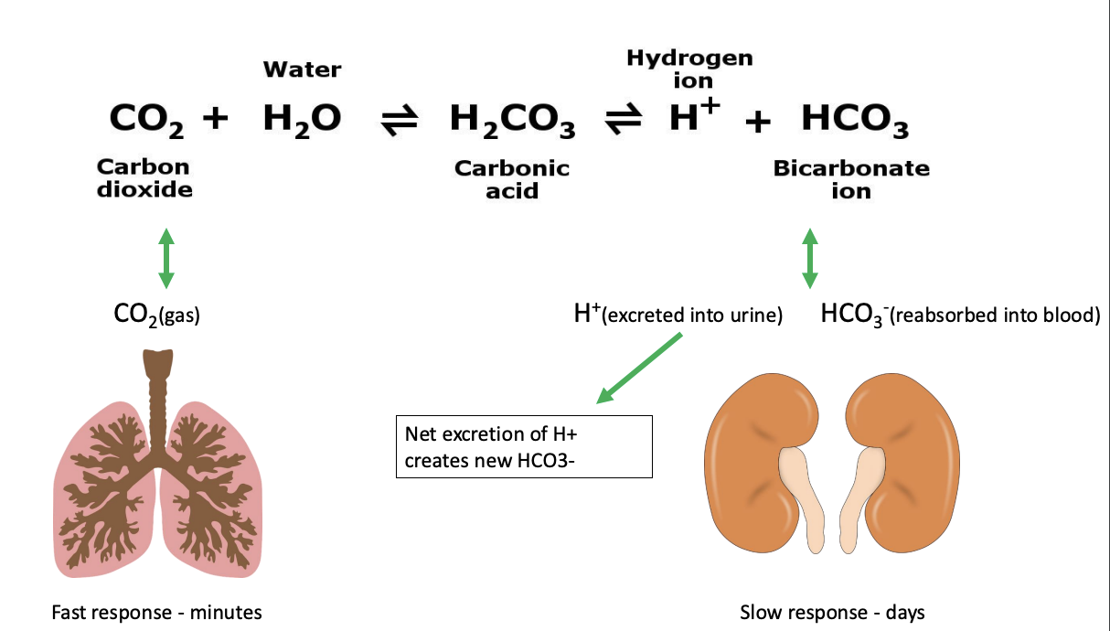 Patho Block 1 Flashcards Knowt