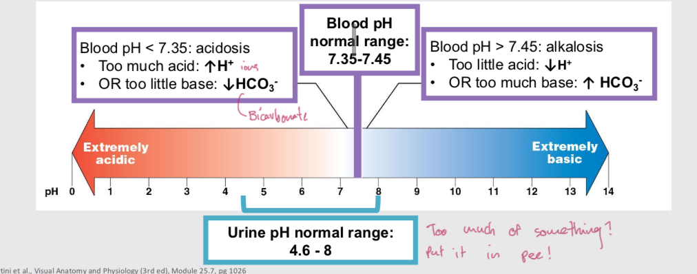 <p>pH regulation function</p>