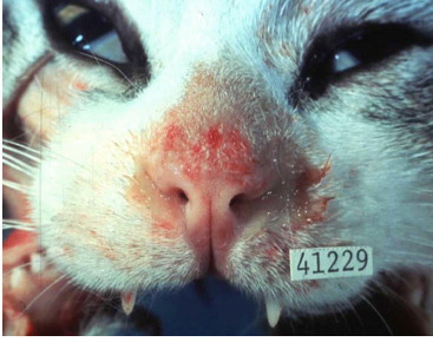 <p>Sneezing, coughing, oral ulcers (tongue, palate, external nares), conjunctival hyperemia, fever, rhinitis, nasal discharge, conjunctivitis, ulcerative keratitis</p><p>dendritic ulcers</p>