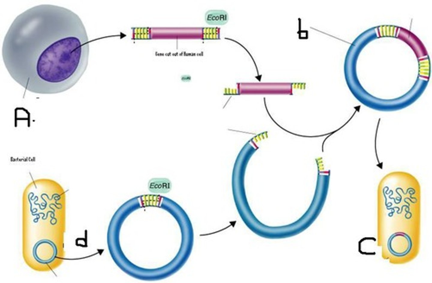 <p>1 - extract a gene from a cell of an organism with a desired gene using an enzyme</p><p>2 - extract a vector out of a cell and split it open</p><p>3 - insert gene into the vector</p><p>4 - use the vector to insert gene into a required cell at an early stage of development</p><p>5 - desired characteristics are developed as the organism grows</p>