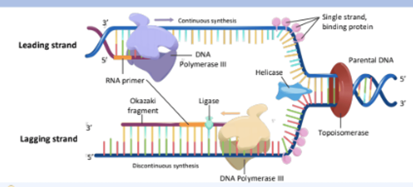 <p>A short segment of RNA that provides a starting point for DNA synthesis.</p>