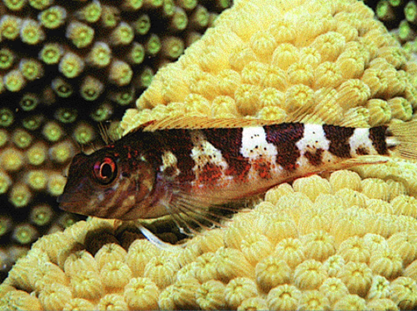 <p>The vast majority of fish species Infraclass</p>