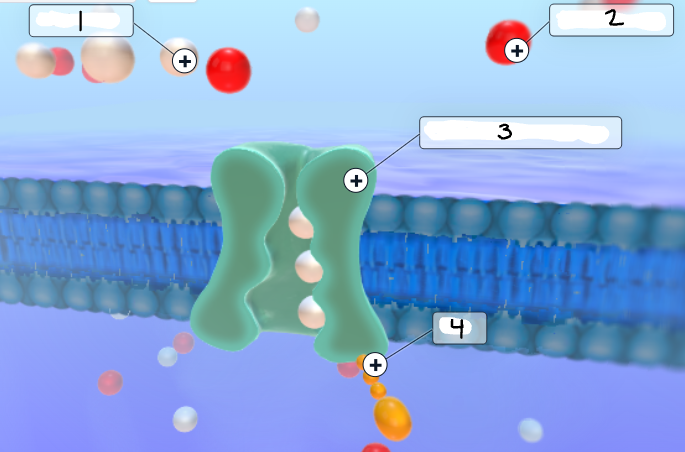 <p>Label the image</p>